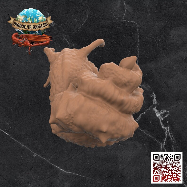 GIANT CHITON - GIANT SNAIL