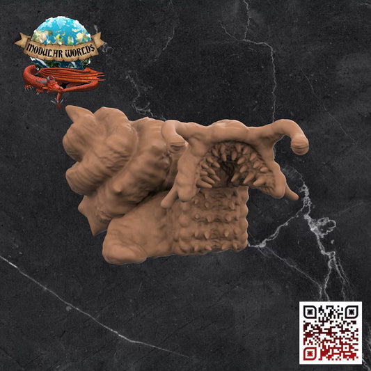 GIANT CHITON - GIANT SNAIL
